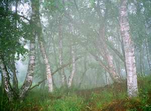 Caucasus birch forest