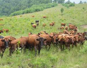 Cows of Caucasus