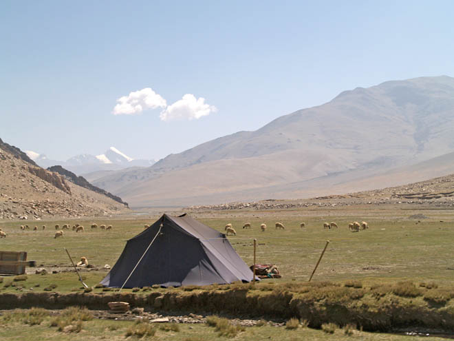 Tibetan nomads' tent and sheep