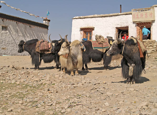 yaks waiting for clients in Darchen