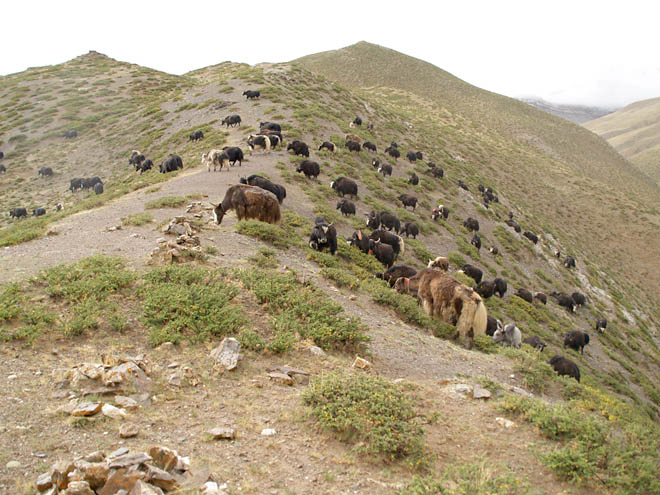 yaks on a ridge northwest of Darchen