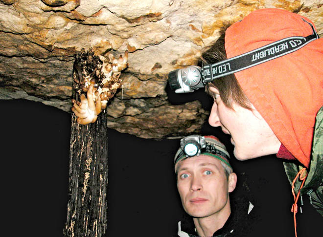 A Cave Mushroom