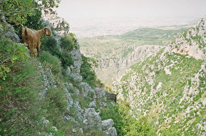 goats on a northwest ridge of Mt. Silpius